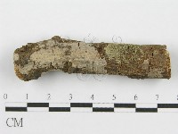 筍殼菌屬藏品圖，第1張