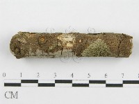筍殼菌屬藏品圖，第3張