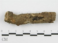 筍殼菌屬藏品圖，第4張