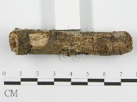 筍殼菌屬藏品圖，第5張