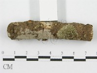 筍殼菌屬藏品圖，第6張