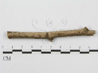 筍殼菌屬藏品圖，第1張
