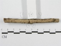 筍殼菌屬藏品圖，第3張