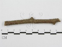 筍殼菌屬藏品圖，第4張