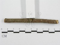 筍殼菌屬藏品圖，第5張