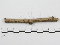 筍殼菌屬藏品圖，第6張