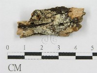 筍殼菌屬藏品圖，第1張