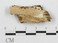 筍殼菌屬藏品圖，第3張