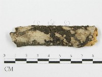筍殼菌屬藏品圖，第1張