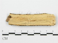 筍殼菌屬藏品圖，第3張