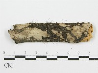 筍殼菌屬藏品圖，第4張