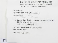 筍殼菌屬藏品圖，第2張