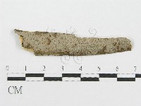 筍殼菌屬藏品圖，第1張