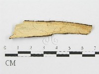 筍殼菌屬藏品圖，第3張