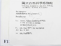 筍殼菌屬藏品圖，第2張