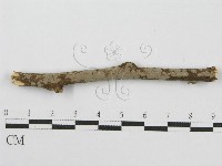 筍殼菌屬藏品圖，第1張