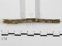 筍殼菌屬藏品圖，第3張