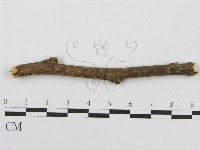 筍殼菌屬藏品圖，第4張