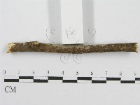 筍殼菌屬藏品圖，第5張