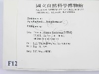 筍殼菌屬藏品圖，第2張
