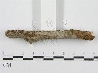 筍殼菌屬藏品圖，第3張