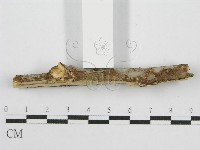 筍殼菌屬藏品圖，第5張