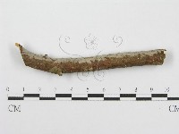 筍殼菌屬藏品圖，第1張