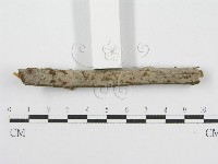 筍殼菌屬藏品圖，第3張