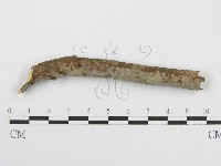 筍殼菌屬藏品圖，第4張