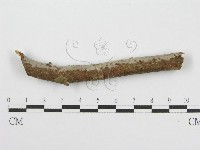 筍殼菌屬藏品圖，第5張