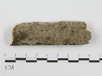 筍殼菌屬藏品圖，第1張