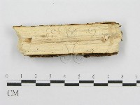 筍殼菌屬藏品圖，第3張
