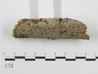 筍殼菌屬藏品圖，第4張