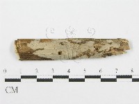 筍殼菌屬藏品圖，第1張
