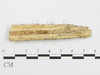 筍殼菌屬藏品圖，第3張