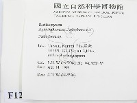 筍殼菌屬藏品圖，第2張