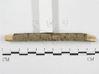 筍殼菌屬藏品圖，第3張