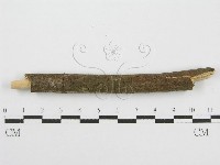 筍殼菌屬藏品圖，第4張