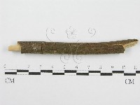 筍殼菌屬藏品圖，第5張