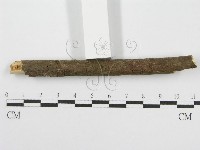 筍殼菌屬藏品圖，第6張