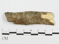 筍殼菌屬藏品圖，第1張