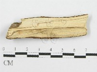 筍殼菌屬藏品圖，第3張