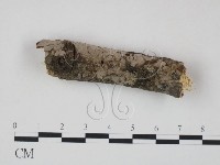 筍殼菌屬藏品圖，第1張