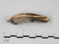 筍殼菌屬藏品圖，第3張
