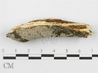 筍殼菌屬藏品圖，第4張