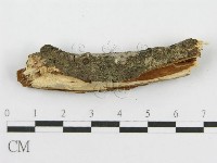 筍殼菌屬藏品圖，第5張