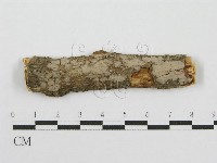 筍殼菌屬藏品圖，第1張