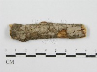 筍殼菌屬藏品圖，第4張