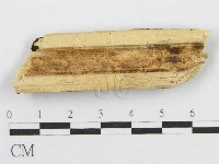 筍殼菌屬藏品圖，第3張