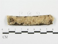 筍殼菌屬藏品圖，第1張